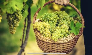 Vendemmia in Sicilia