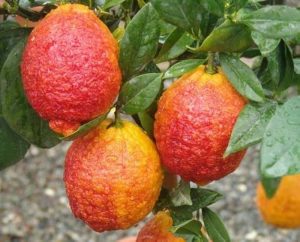 I Limoni Rossi di Sicilia