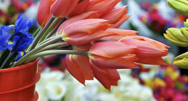 Corte Montesano Spring a Catania