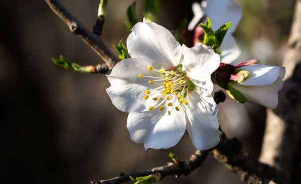 Mandorlo in Fiore Naro 2026