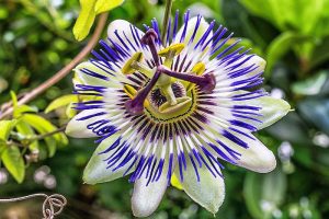 passiflora fiore della passione