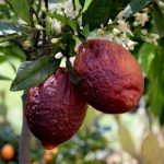 Limoni rossi di Sicilia, il raro agrume che sta conquistando il mondo
