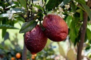 Limone Rosso di Sicilia