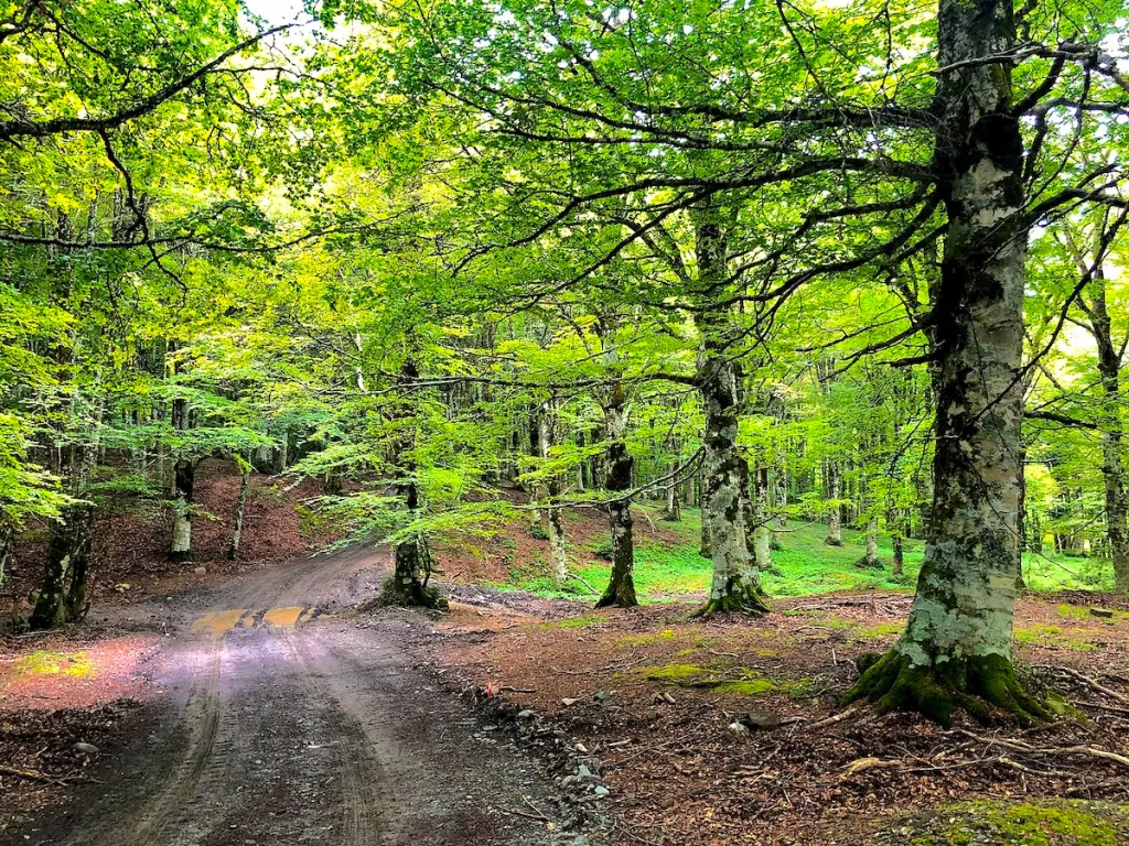 Bosco di Malabotta