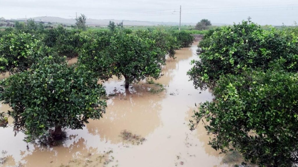 assicurazioni agricole Sicilia 2026