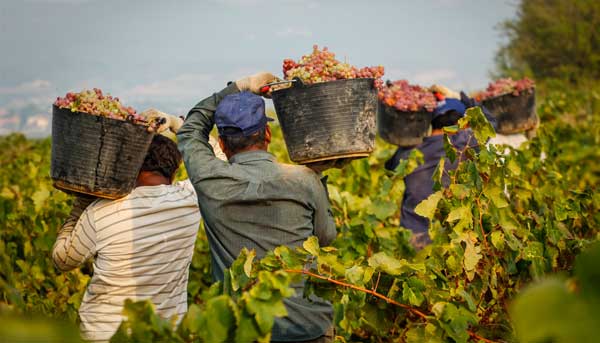 Festa della Vendemmia Piedimonte Etneo 2026