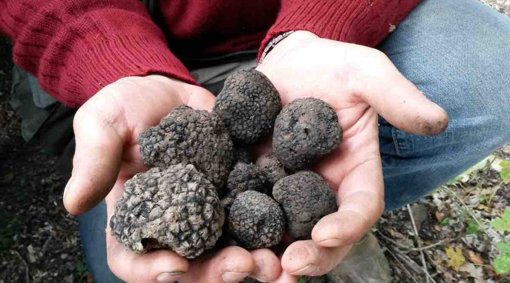 Sagra del Tartufo dei Nebrodi 2026